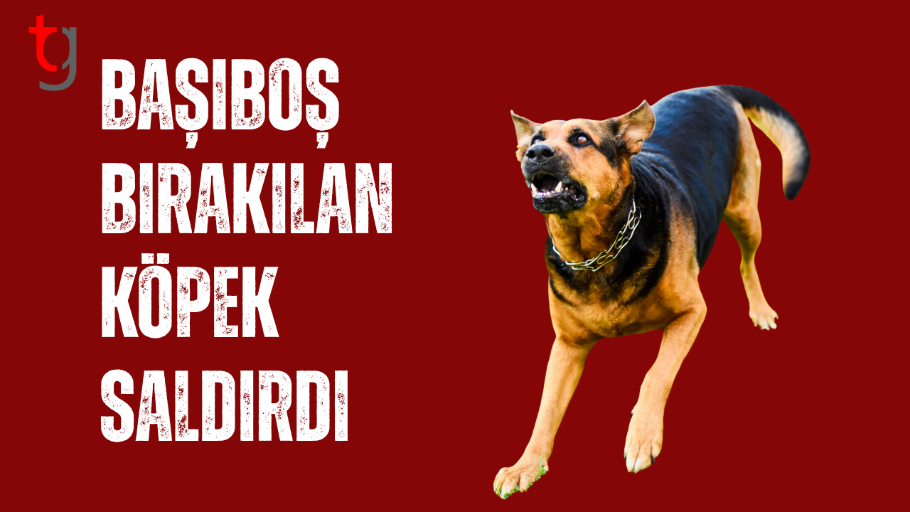 Vadili’de Başıboş Köpek Saldırdı