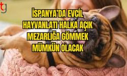 İSPANYA’DA EVCİL HAYVANLATI HALKA AÇIK MEZARLIĞA GÖMMEK MÜMKÜN OLACAK