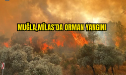 MİLAS'DA ORMAN YANGININI SÖNDÜRME  ÇALIŞMALARI SÜRÜYOR