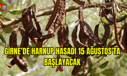 GİRNE’DE HARNUP HASADI 15 AĞUSTOS’TA