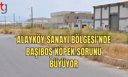 Alayköy Sanayi Bölgesi’nde Başıboş Köpek Sorunu Büyüyor