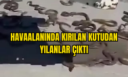 YILANLAR GÖRENLERİ ŞAŞKINA ÇEVİRDİ