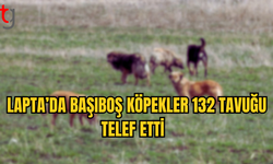 Lapta’da Başıboş Köpekler 132 Tavuğu Telef Etti