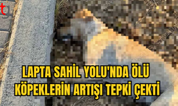 LAPTA SAHİL YOLU'NDA EN AZ 7 KÖPEK ZEHİRLENDİ!