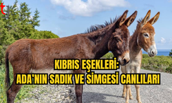 Kıbrıs’ın Vahşi Eşekleri: Adanın Simgesi