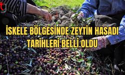 İskele’de Zeytin Hasadı Başlama Tarihleri Açıklandı