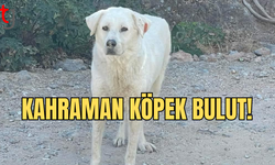 Kıbrıs’ta Sokak Köpeği Bulut’un Kahramanlığı