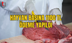 Kasaplara Hayvan Başı 1100 TL Destek Ödemesi Yapıldı