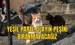 Güney Kıbrıs’ta Artan Kedi Kayıpları Endişe Yaratıyor