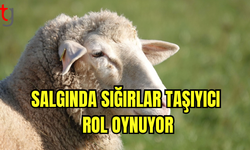 Mavi Dil Salgını 133 İşletmeye Sıçradı