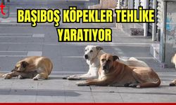 Başıboş köpekler tehlike yaratıyor