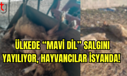 Ülkede “Mavi Dil” Salgını Yayılıyor, Hayvancılar İsyanda!