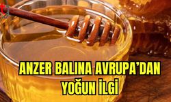 Anzer balına Avrupa'dan yoğun ilgi