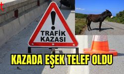 Kazada eşek telef oldu