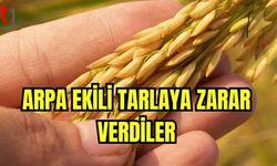 Arpa ekili tarlaya zarar verdiler