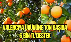 Valenciya ürününe ton başına 6 bin TL destek