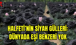 Halfeti’nin Siyah Gülleri Ziyaretçilerini Büyülüyor