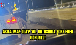 Bu da oldu… Yolun ortasına tuvaletini yaptı!