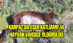 Kıbrıs’ta 14 Eşek Vahşice Katledildi