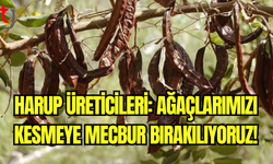 Harup Üreticileri İsyanda: 5 Aydır Ödeme Bekleniyor