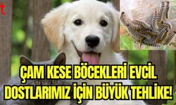 Çam kese böcekleri evcil dostlarımız için büyük tehlike!