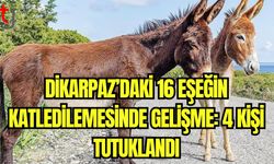 Dikarpaz'daki 16 eşeğin katledilmesinde gelişme: 4 kişi tutuklandı