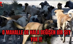 Köpeklerin 2 Yaşındaki Çocuğu Parçaladığı Mahallede Değişen Bir Şey Yok