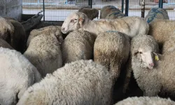 Bursa Nilüfer Kurban Bayramı’na hazır