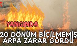 Yangında 20 dönüm biçilmemiş arpa zarar gördü