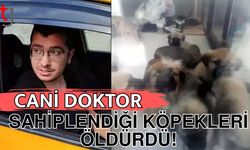 Cani doktor sahiplendiği köpekleri ö*dürdü!