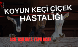 Koyun Keçi Çiçek Hastalığı tespit edildi: Acil aşılama yapılacak