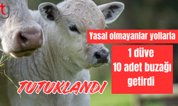 Güney Kıbrıs'tan kaçak hayvan getiren şahıs tutuklandı
