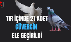 Gazimağusa Serbest Limanı’nda 21 adet kaçak güvercin ele geçirildi!