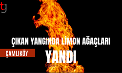 ÇIKAN YANGINDA LİMON AĞAÇLARI YANDI