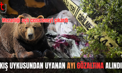 Yiyecek arayan ayı mezarlığa dadandı! Mezarı tahrip etti, cenazeyi mezardan çıkardı