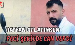 Hayvan otlatırken feci şekilde can verdi