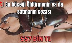 Bu böceği öldürmenin ya da satmanın cezası 557 Bin TL