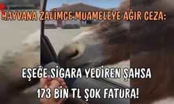 Hayvana Zalimce Muameleye Ağır Ceza: Eşeğe Sigara Yediren Şahsa 173 Bin TL Şok Fatura!