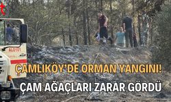 Çamlıköy’de Orman Yangını! Çam Ağaçları Zarar Gördü