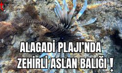 Alagadi plajında aslan balığı!