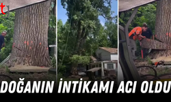 Kestikleri ağaç onları evsiz bıraktı