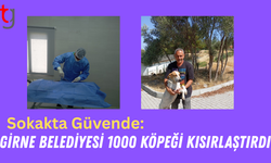 Girne Belediyesi, 1000’inci Sokak Köpeğini Kısırlaştırdı