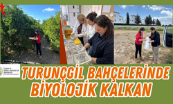 36 Bin Parazitoit Doğaya Salındı, Turunçgil Hastalığına Rastlanmadı