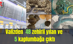 Valizden 48 zehirli yılan ve 5 kaplumbağa çıktı