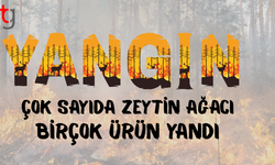 Mutluyaka'da Cazımoğlu Zeytinliği'nde yangın