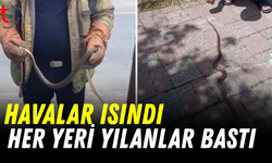Havalar ısındı, yılanlar ortaya çıktı!