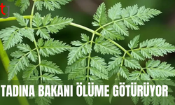Yaprakları maydanoza benzeyen baldıran otu zehirliyor