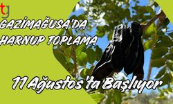 Gazimağusa’da Harnup Toplama 11 Ağustos’ta Başlıyor