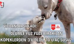 Vicdanlar Sızladı:  Ölümle Yüz Yüze Bırakılan Köpeklerden  3'ü Öldü, 10’u Aç Susuz