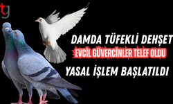 71 Yaşındaki Şahıs Hava Tüfeğiyle Güvercin Vurdu